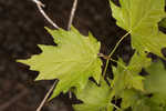 Sugar maple